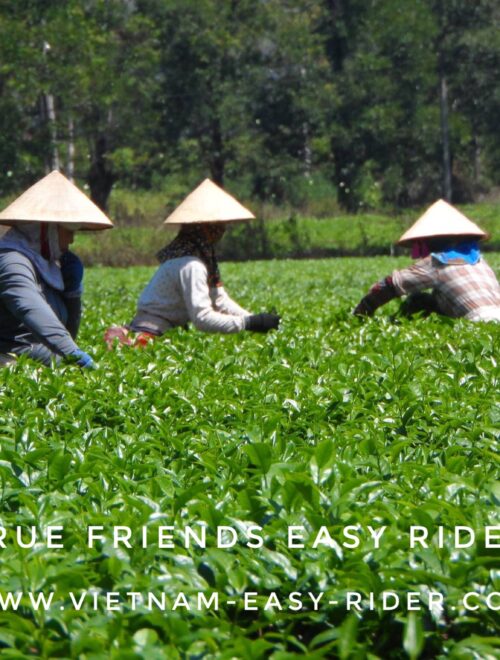 Sai Gon – Central Highland – Gold Coast – Ho Chi Minh Trail – Hoi An