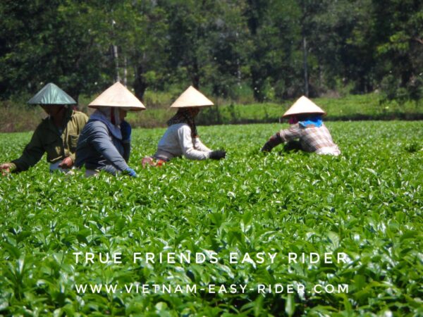 Sai Gon – Central Highland – Gold Coast – Ho Chi Minh Trail – Hoi An